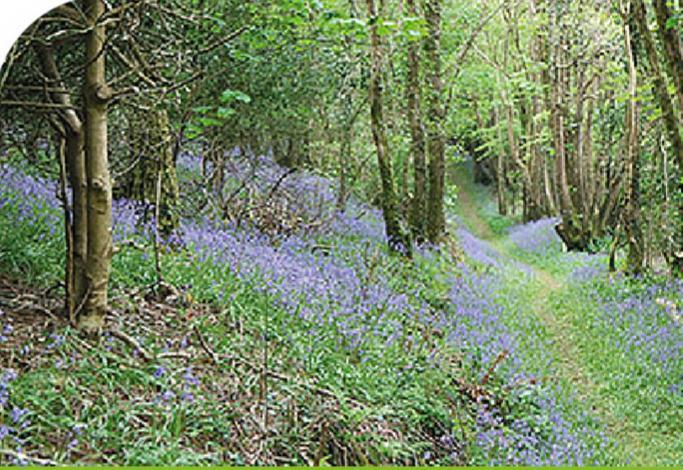 Peregrine Lodge - Idillic Cornwall Retreat Ліскард Екстер'єр фото